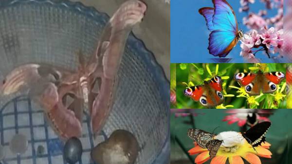 बहुत कम लोगों को है 'एटलस मॉथ की जानकारी 