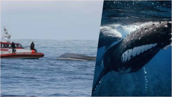 व्हेल ने नाव को टक्कर मारी,नाव पलटी