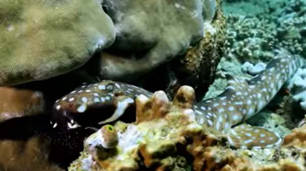 कितनी लंबी होती है ये शार्क