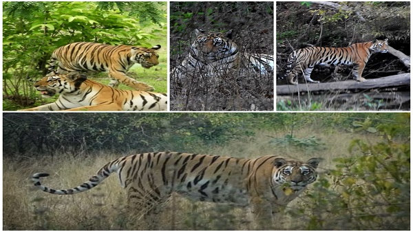 नौरादेही में बाघ पुनर्स्थापन सफल रहा है नौरादेही में बाघ पुनर्स्थापन सफल रहा है