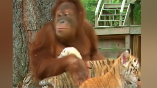 वनमानुष बाघ के बच्‍चों के साथ खेलता आया नजर 