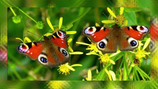 कांगेर घाटी में है तितलियों की अनोखी दुनिया