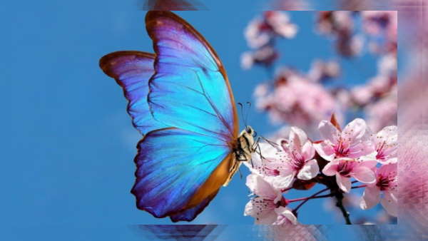 आप देख सकते हैं 80 प्रकार की तितलियां 