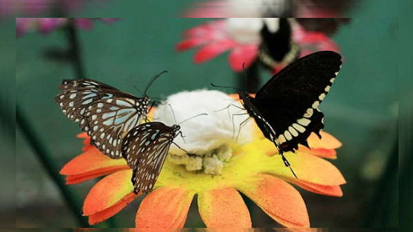 बनाया गया है तितली ज़ोन 