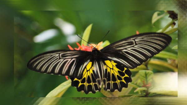 वन विभाग तैयार कर रहा है विशेष कार्यनीति 