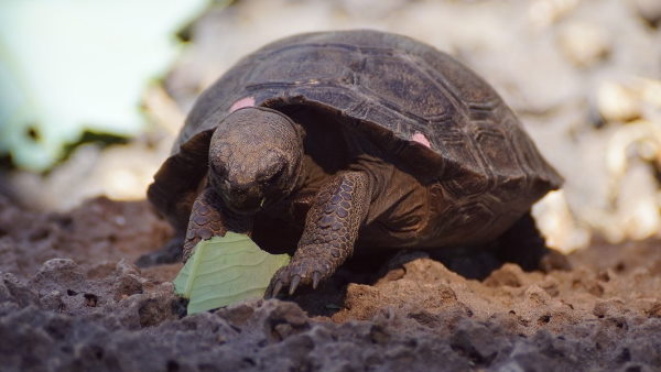 कछुओं के शिकार पर तीन साल की सजा