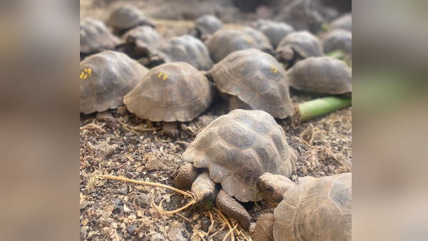 सितंबर में मृत मिले थे 15 कछुए