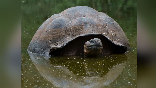 कड़े कानून के बावजूद कछुओं की तस्करी