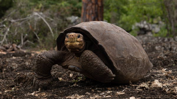 कछुओं के शिकार पर पिछले 90 साल से प्रतिबंध