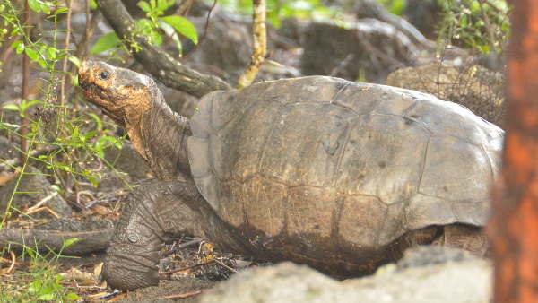 शिकारियों की तलाश में जुटी टीमें