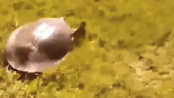 तेजी से सरपट भागता हुआ कछुआ 