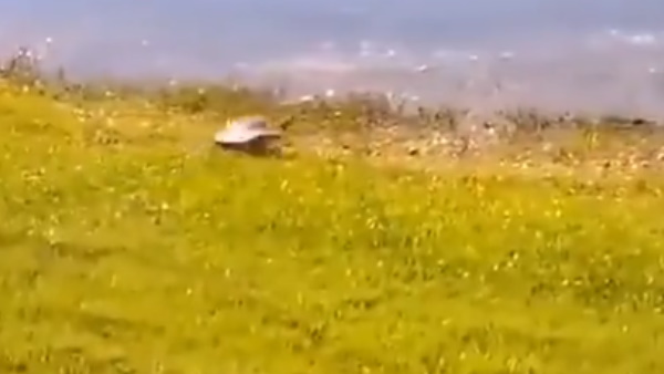 इस कछुए ने तो हमारा सिलेबस ही चेंज कर दिया 