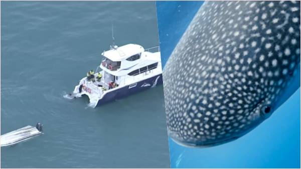 समुद्री इलाके में स्पर्म व्हेल और हंपबैक व्हेल रहते हैं