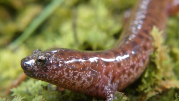 '6 इंच के एलियंस करेंगे हमला'