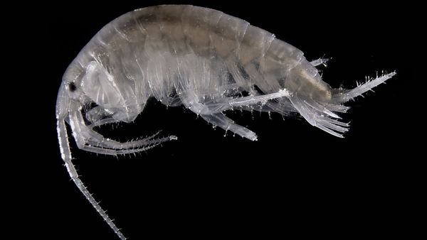 काटने पर मिलता है असहनीय दर्द