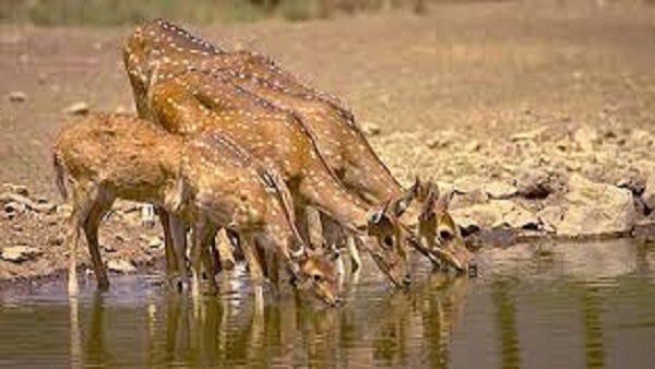 वन्यजीव की भिन्नता