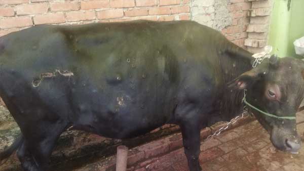 ग्रामीण और शहरी क्षेत्र में फैल गया लंपी वायरस
