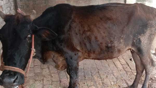 खगेश शर्मा ने तैयार किया लंपी वायरस का स्प्रे