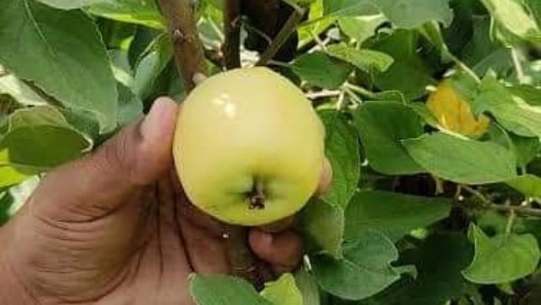 युवा करेंगे सेब की खेती युवा करेंगे सेब की खेती