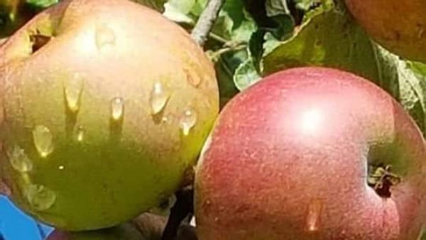 सेब की खेती से होगा लाभ सेब की खेती से होगा लाभ