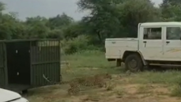 अफ्रीकन चीतों के लिए बना हेलीपैड