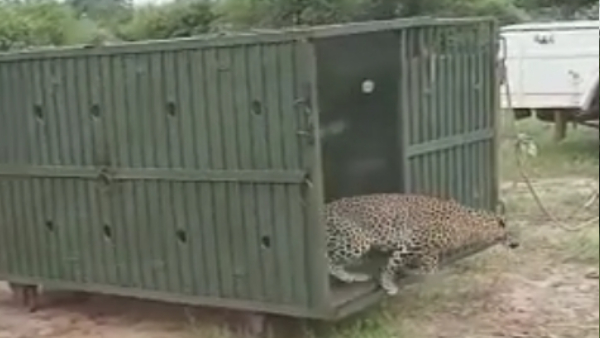 चीतों के साथ तेंदुओं का रहना सुरक्षा के लिहाज से ठीक नहीं