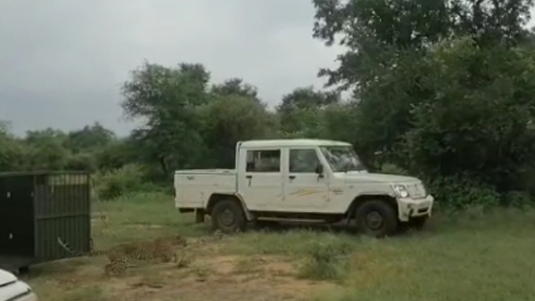 रेस्क्यु करके दो तेंदुए माधव नेशनल पार्क शिवपुरी में छोड़े गए