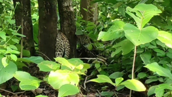 जंगल में दो पेड़ों के बीच फंसे तेंदुआ का किया गया रेस्क्यु 