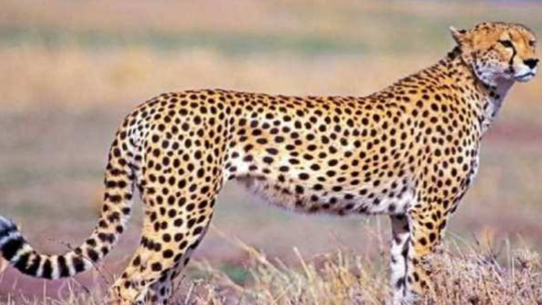 70 साल बाद भारत में दिखाई देगी चीतों की तेज रफ्तार 