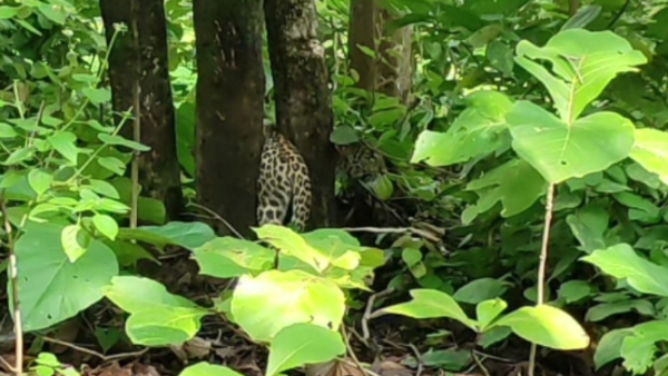 दो पेड़ों के बीच फंस गया था तेंदुआ दो पेड़ों के बीच फंस गया था तेंदुआ