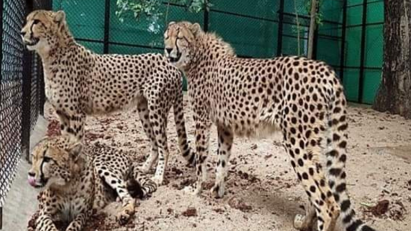 चीतों की सुरक्षा और प्रबंधन पर केंद्र की नजर