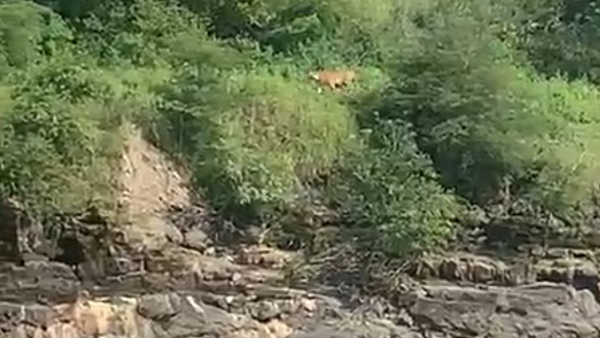बाघिन-123 का बेटा है ये युवा बाघ