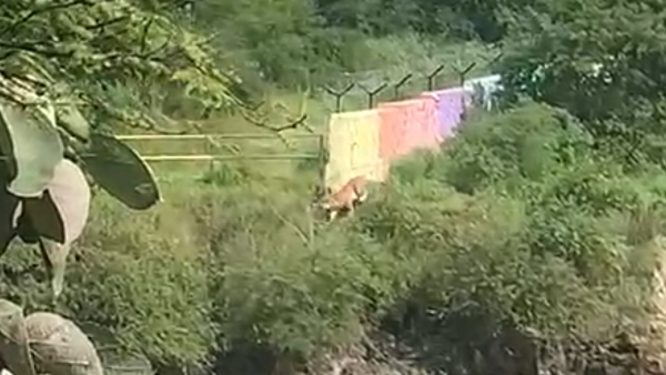 भोपाल में बाघ को देखकर राहगीर हुए खुश