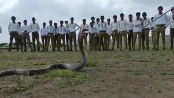 सांपों की प्रजाति में सबसे जहरीला कोबरा