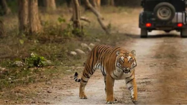 tigress kajari gypsy back and forth tigress kajari gypsy back and forth