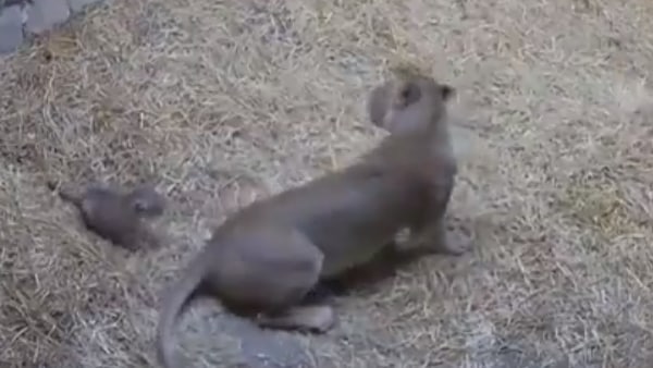 वीडियो ने सभी को चौंकाया