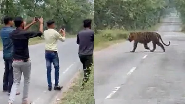 बाघ के साथ सेल्फी लेने की कोशिश बाघ के साथ सेल्फी लेने की कोशिश