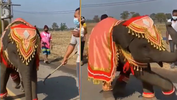 हाथी ने किया ऐसा डांस लोग देखकर हुए दंग