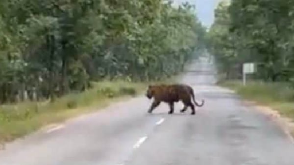 बाघ ने लड़के को किया नजरअंदाज बाघ ने लड़के को किया नजरअंदाज