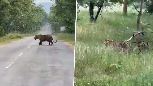 वन्यजीवों से संबंधित साझा करते हैं पोस्ट वन्यजीवों से संबंधित साझा करते हैं पोस्ट