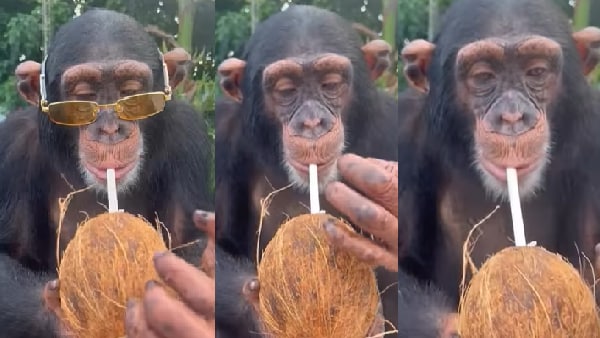 स्टाइल में पी रहा नारियल पानी