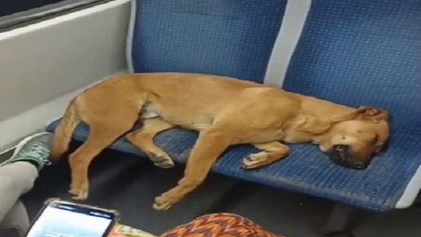 ऐसा सुकून देने वाला वीडियो