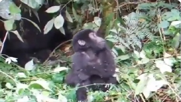 बड़े गोरिल्ला की तरह पीट रहा छाती