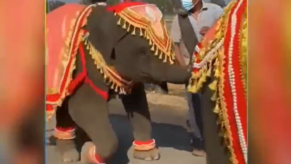 लोग ने हाथी के डांस का किया विरोध