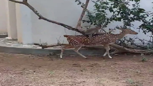 जमकर हो रहा वीडियो वायरल