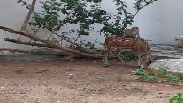 उबर फॉर एनिमल्स