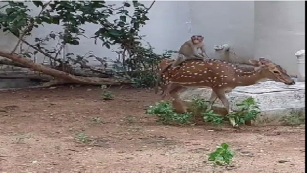 कैंपस में आते रहते हैं बंदर