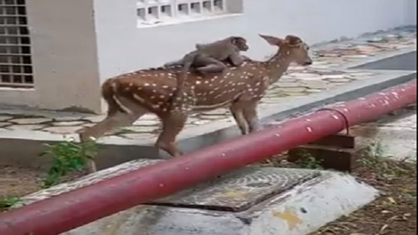 चिंपैंजी का वीडियो वायरल