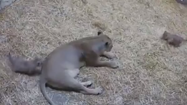 इंटरनेट पर वीडियो वायरल