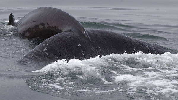 शरीर पर उगे थे सफेद बाल